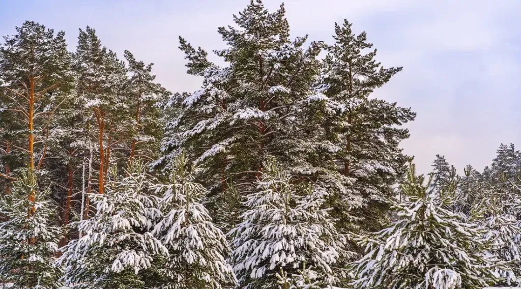 Лес